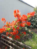 Azalea mollis orange